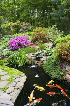 Un bassin de jardin durable | J'aime les animaux Bassin De Jardin