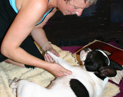 massage pour chien