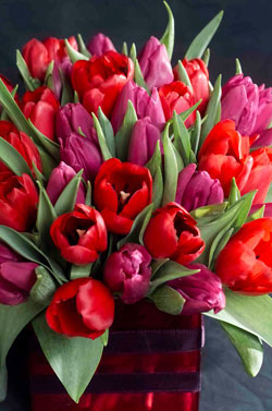 Tulipes envase