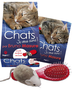 chat