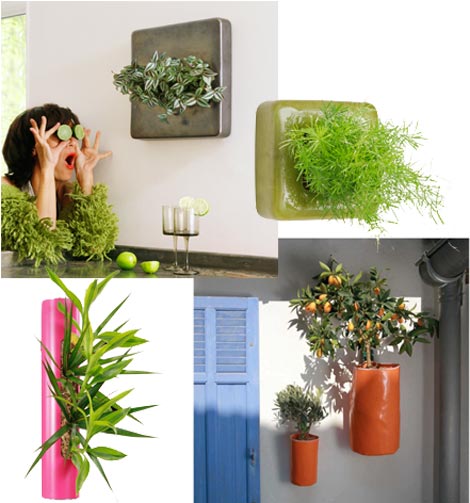 plantes vertes décoratives