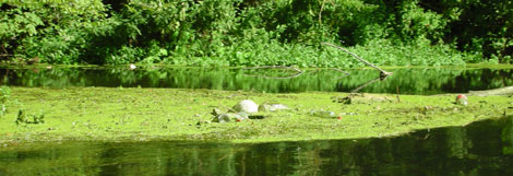 pollution de la nature