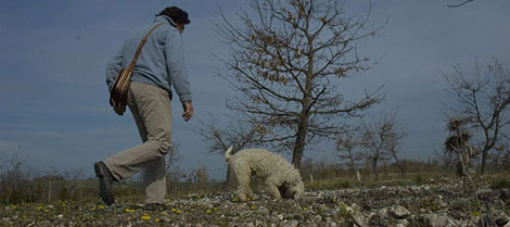 truffe
