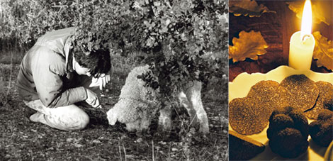 truffe