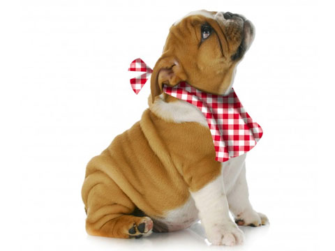 malbouffe du chien