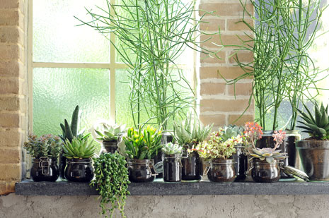 plante succulentes