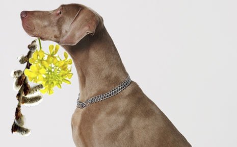 fleurs de Bach animaux