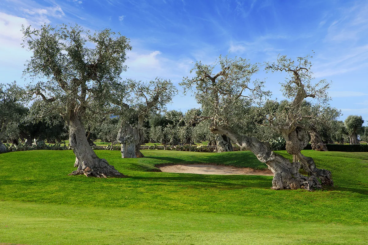 Hôtel Masseria Torre Maizza l’élégance italienne intemporelle coeur Pouilles